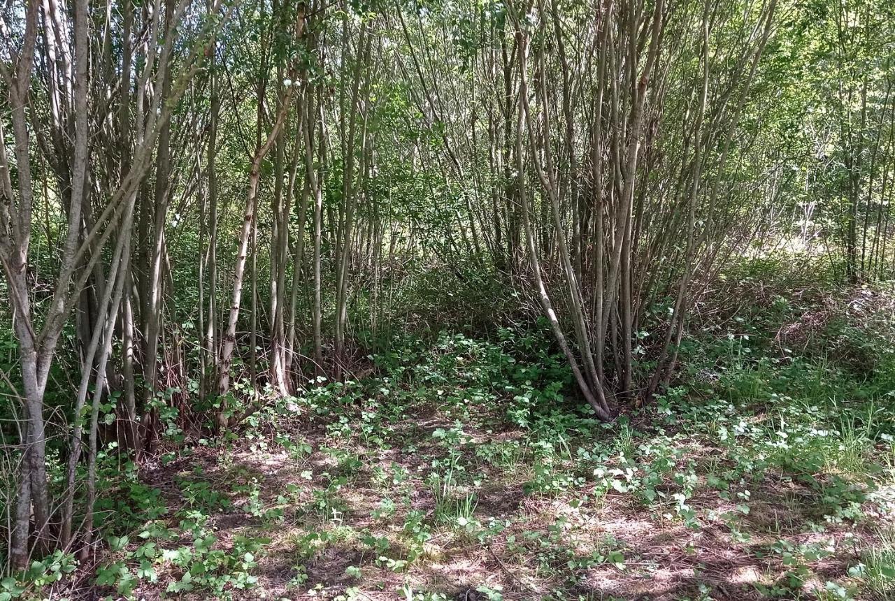 Tente Safari Lodge Dans Foret Luxuriante Vielle-Tursan Bagian luar foto